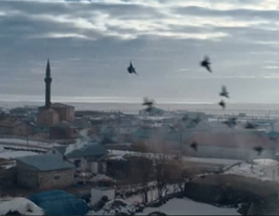birds