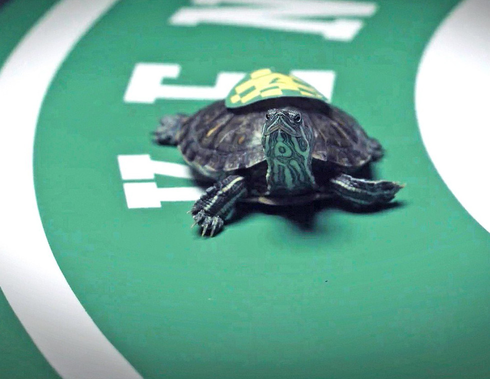 turtle