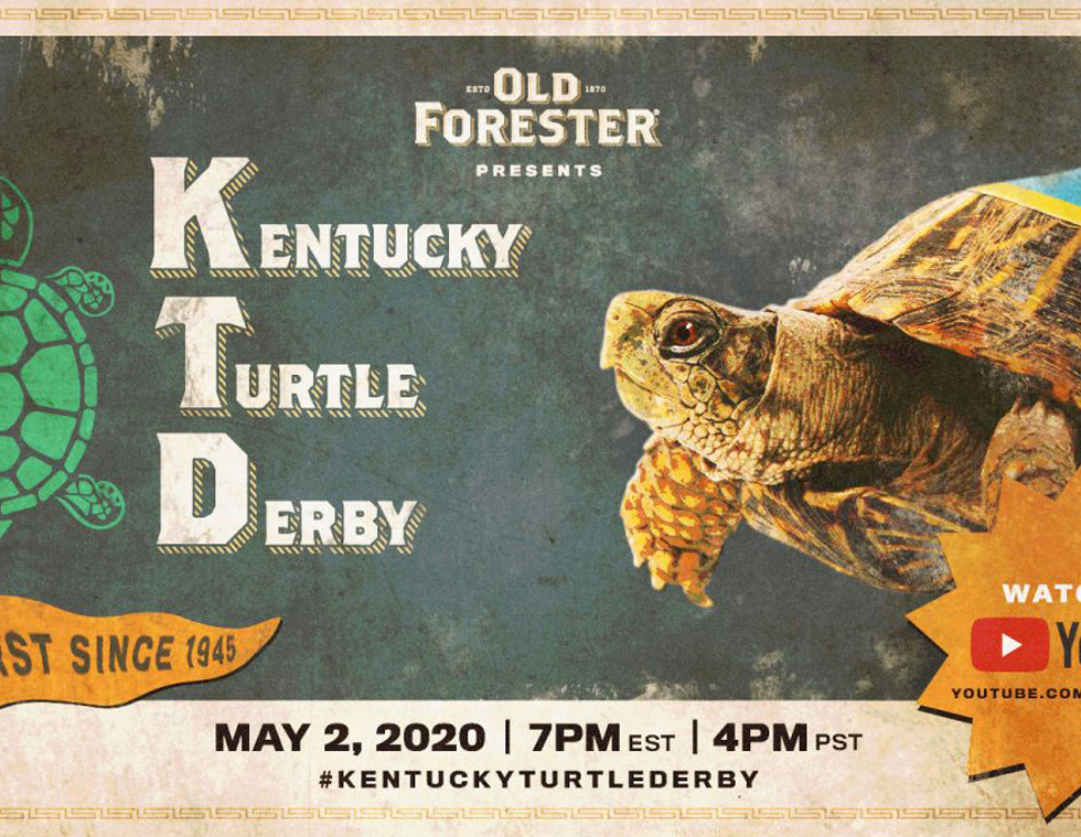 turtle2
